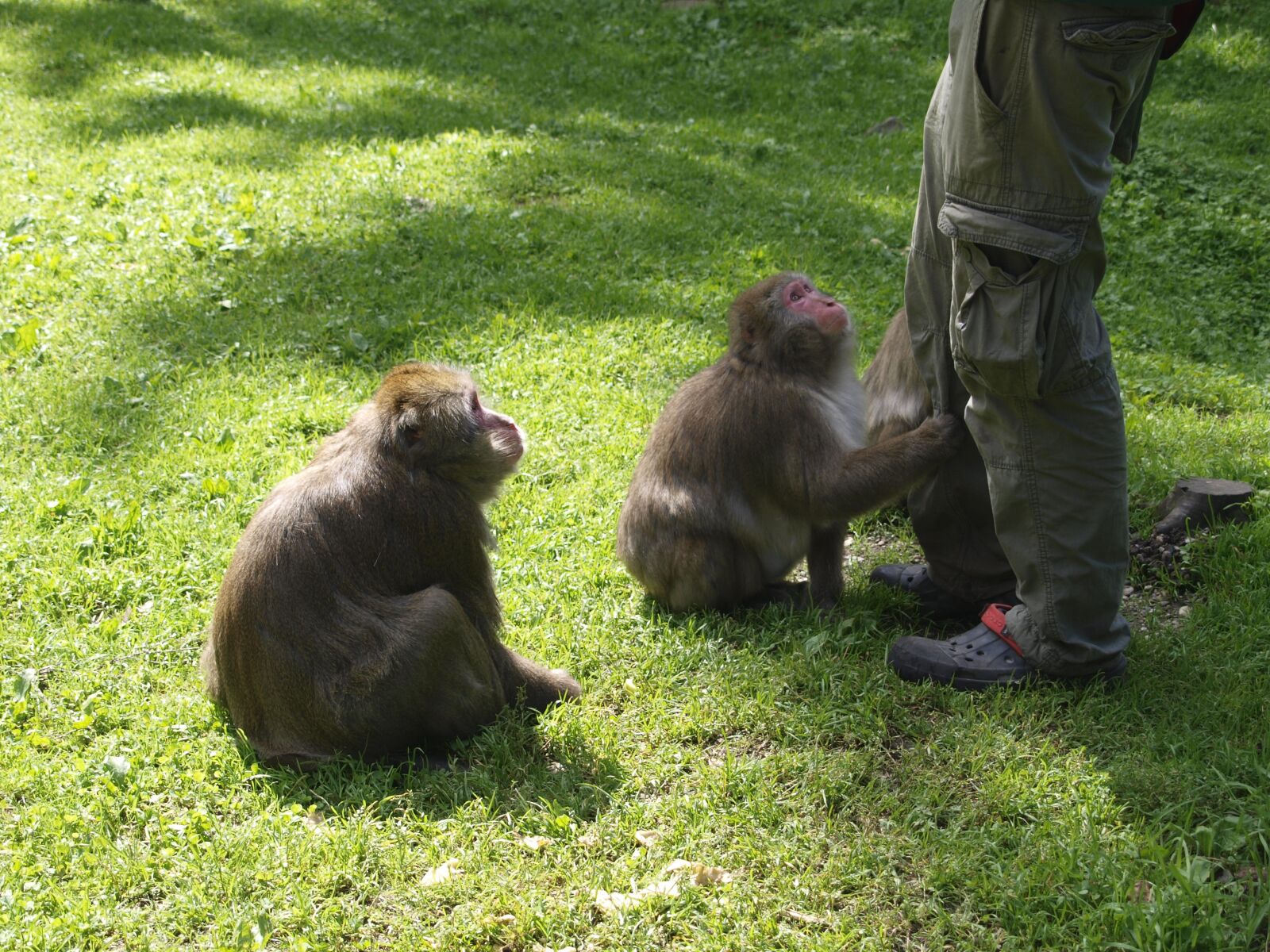 Olympus E-420 (EVOLT E-420) sample photo. Ape, feed, begging photography