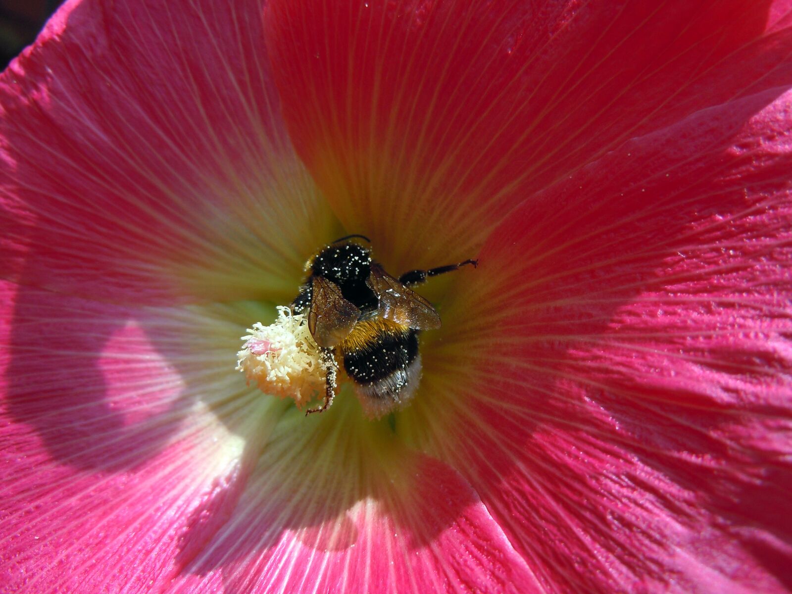 Nikon Coolpix S8000 sample photo. Hummel, pollen, plant photography