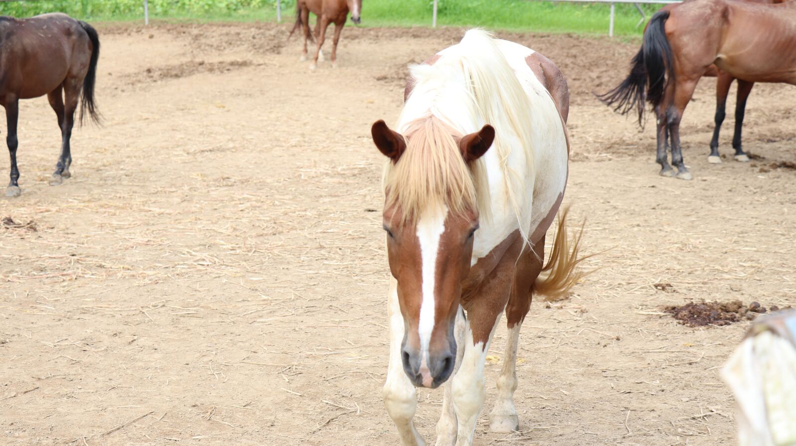 Canon EF-S 18-135mm F3.5-5.6 IS USM sample photo. Horse, riding, riding ground photography