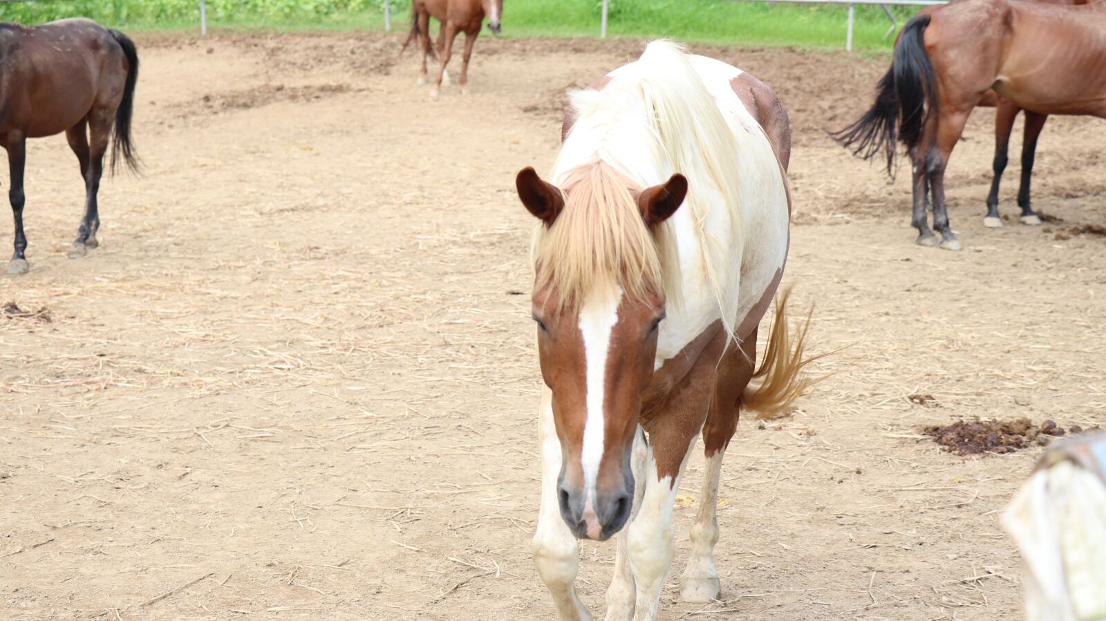 Canon EOS 77D (EOS 9000D / EOS 770D) + Canon EF-S 18-135mm F3.5-5.6 IS USM sample photo. Horse, riding, riding ground photography