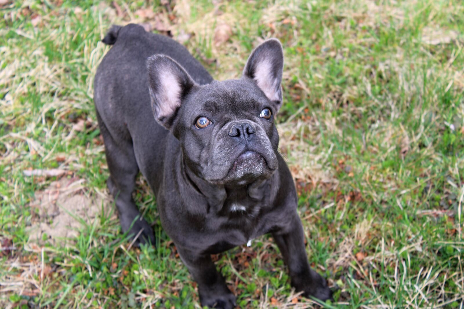 Canon EOS 2000D (EOS Rebel T7 / EOS Kiss X90 / EOS 1500D) sample photo. Dog, french bulldog, puppy photography