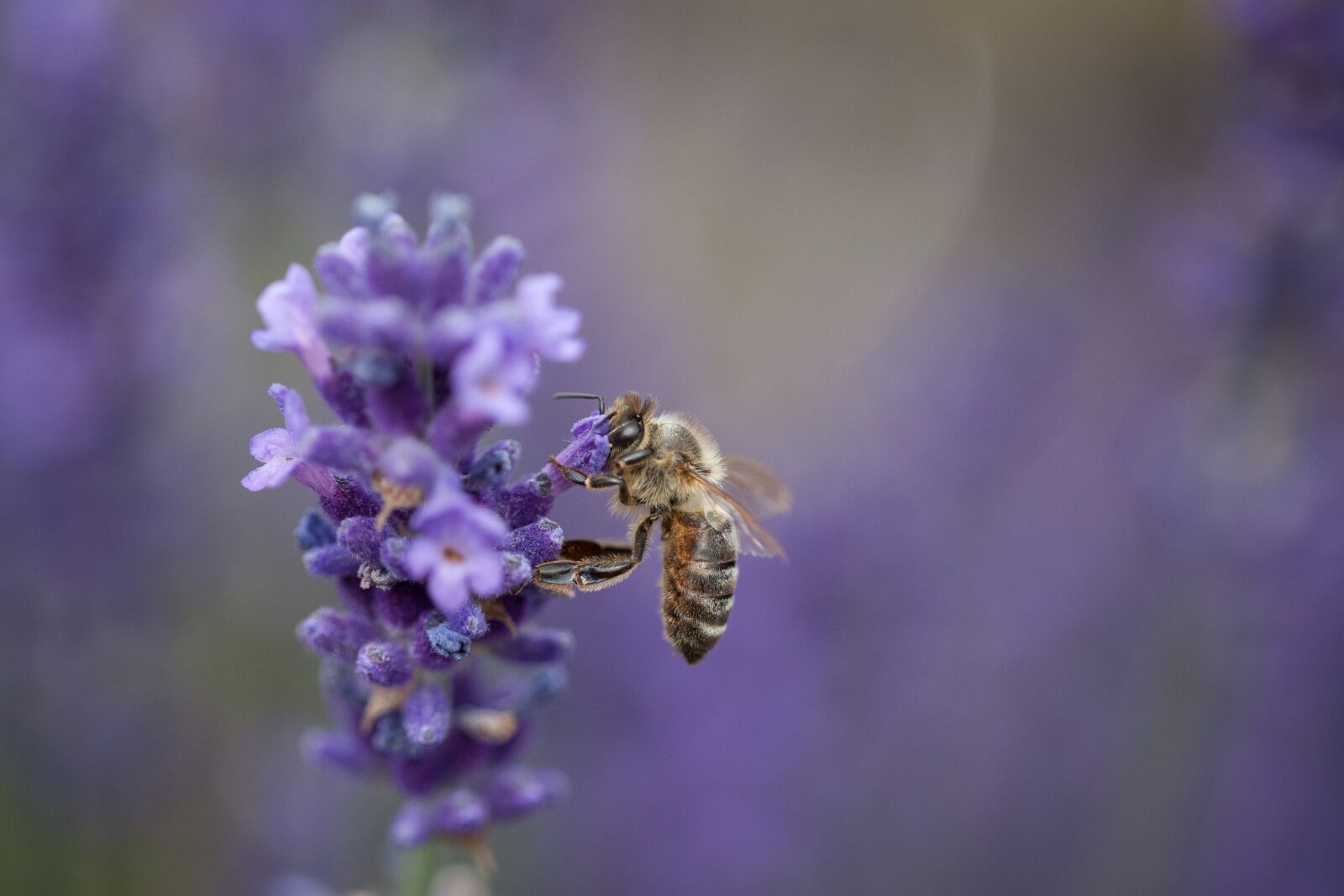 Canon EOS-1D Mark III + Canon EF 100mm F2.8L Macro IS USM sample photo. Bee, insect, lavender photography
