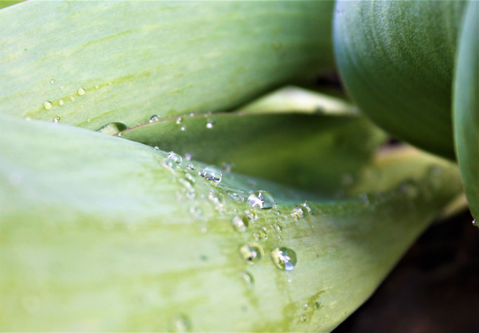Canon EOS 1100D (EOS Rebel T3 / EOS Kiss X50) sample photo. Drop of water, green photography