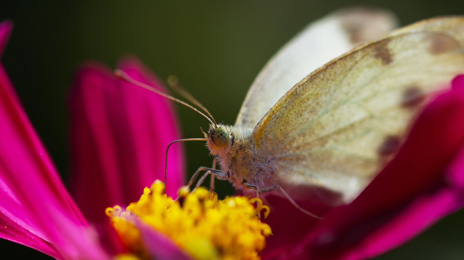 Canon EOS M50 (EOS Kiss M) sample photo. Butterfly, white butterfly, pollen photography