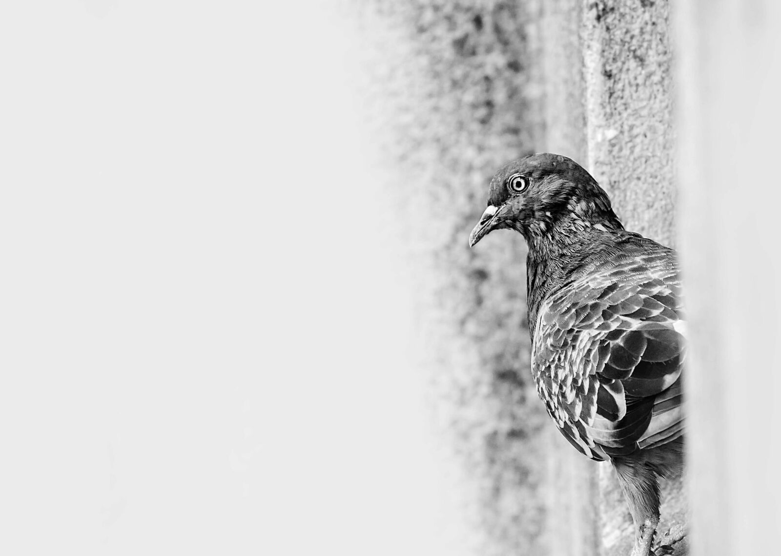 Nikon D3400 sample photo. Feather, bird, wing photography