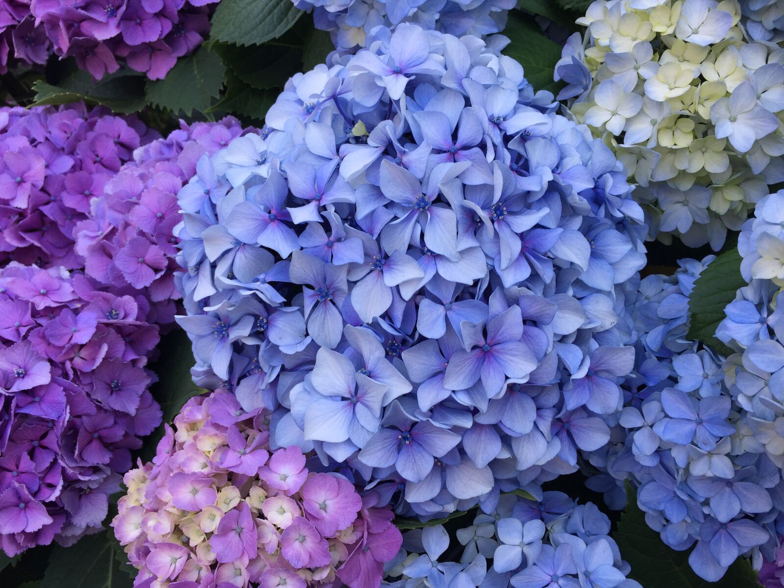 Apple iPhone 6 sample photo. Hydrangea, flowers, plant photography