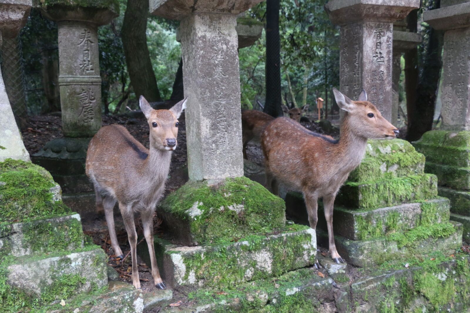 Canon EOS 70D sample photo. Nara, small deer, kasuga photography