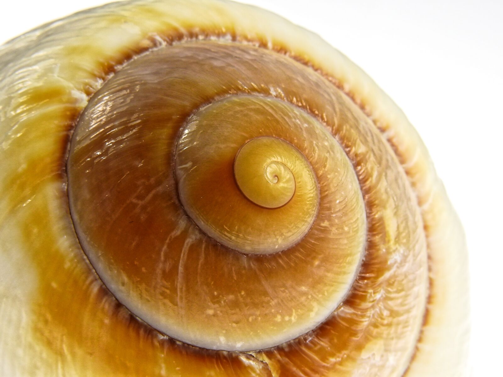 Nikon Coolpix P900 sample photo. Snail, shell, nature photography