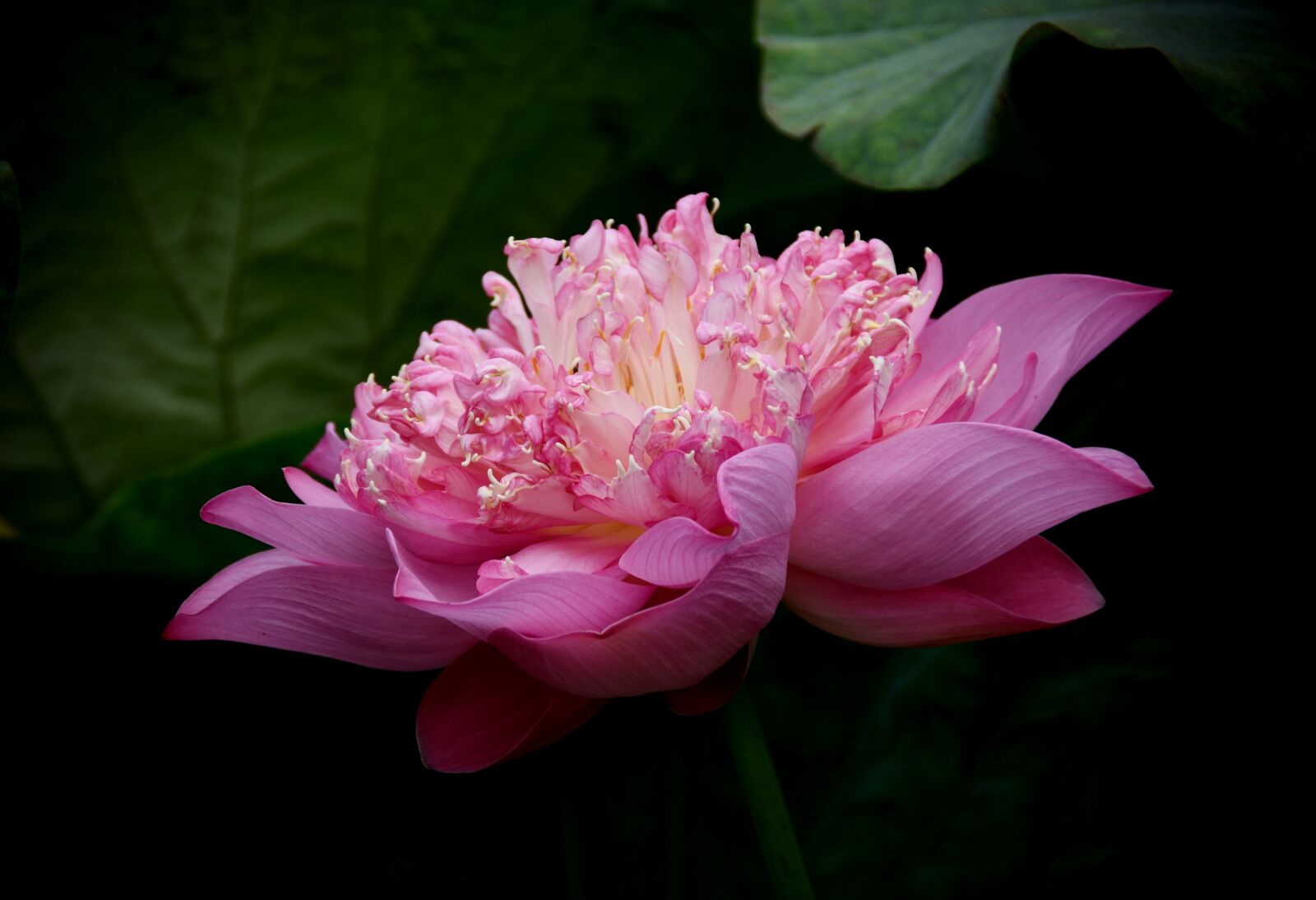 Nikon D7200 sample photo. Lotus, pink, bloom photography