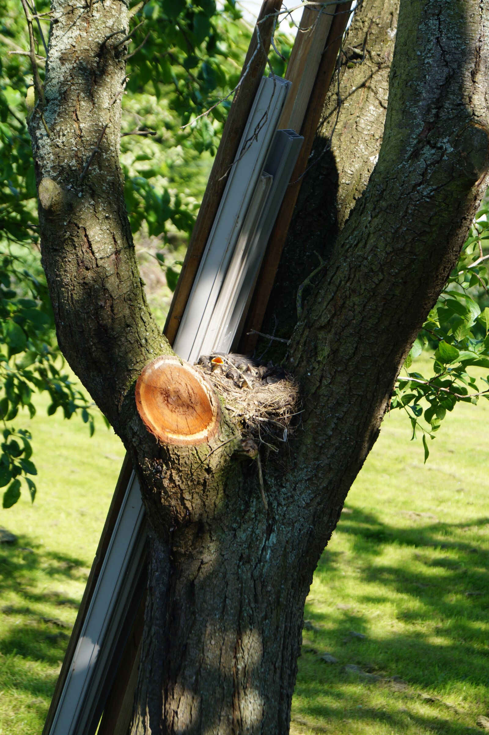 Sony DT 18-55mm F3.5-5.6 SAM II sample photo. Bird's nest, tree, nature photography