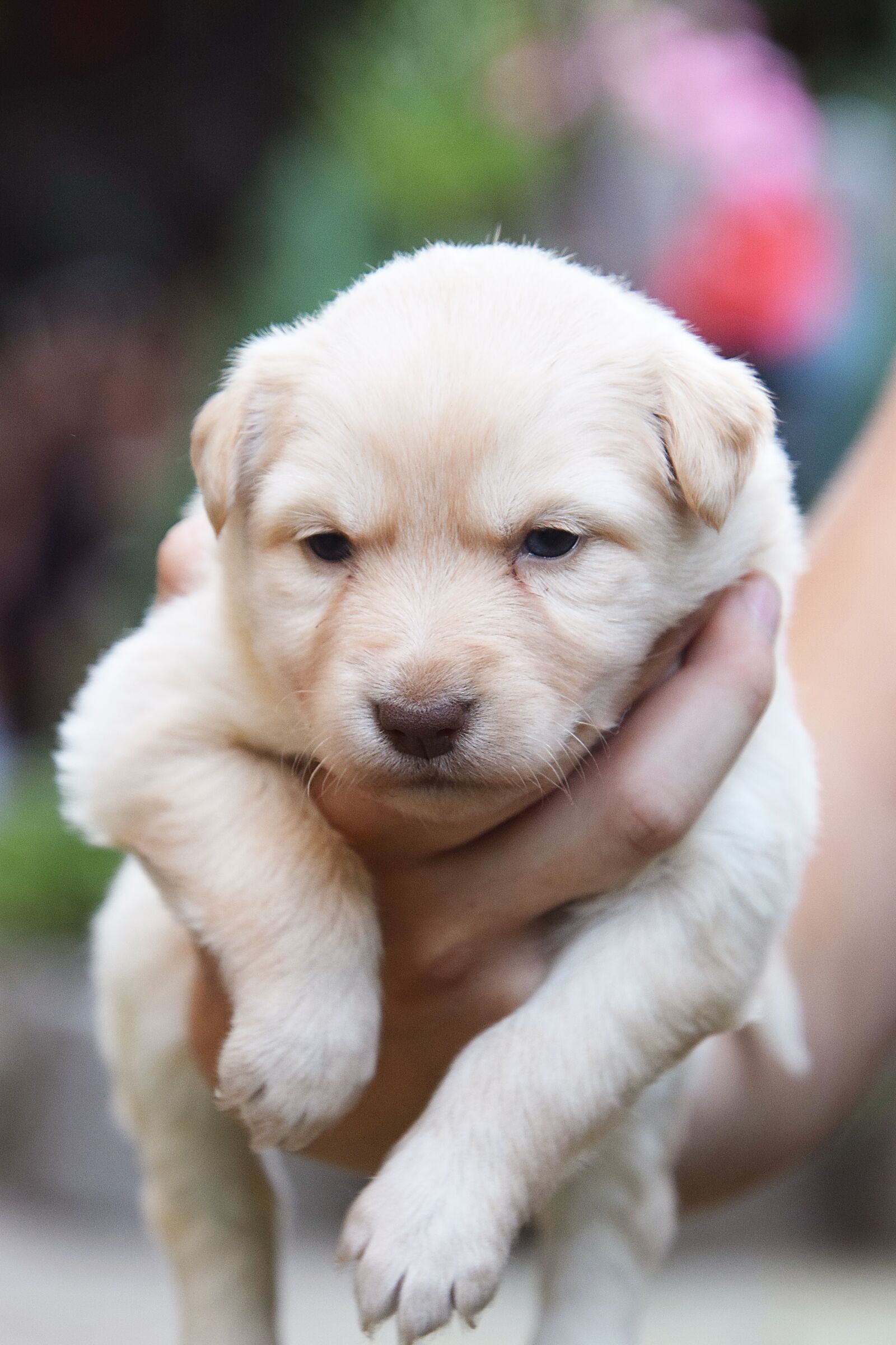 Nikon D3300 sample photo. Dog, cute, mammal photography