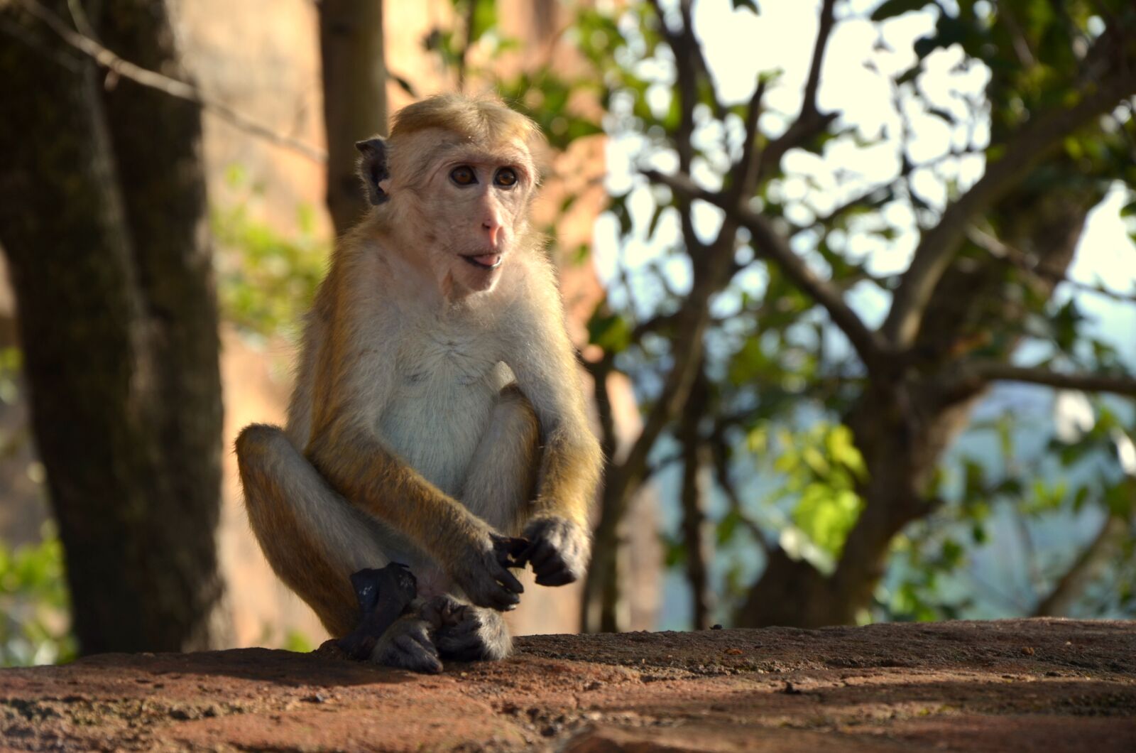 Nikon D5100 sample photo. Monkey, animal, nature photography