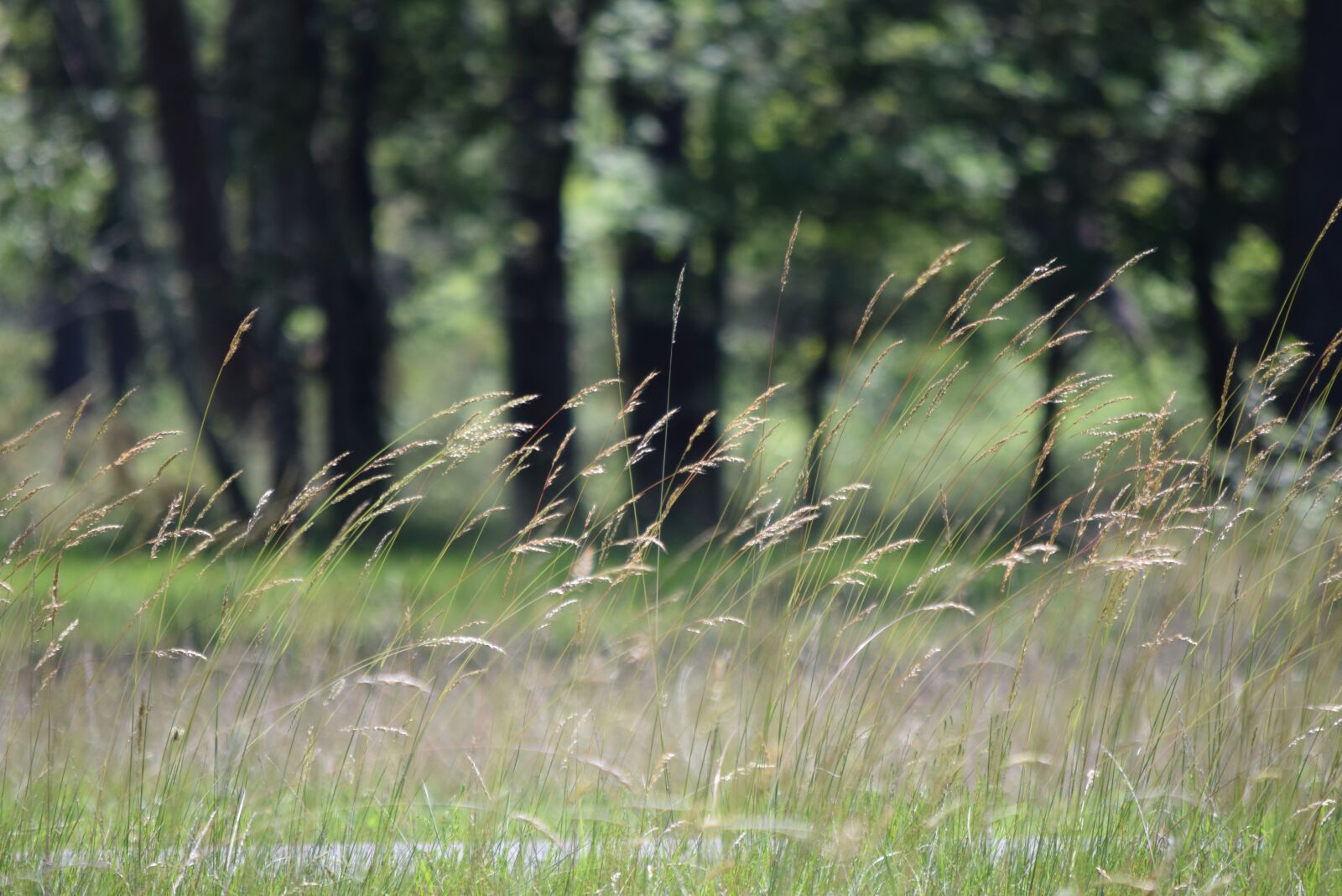 Nikon D3300 sample photo. Herbs, prairie, nature photography