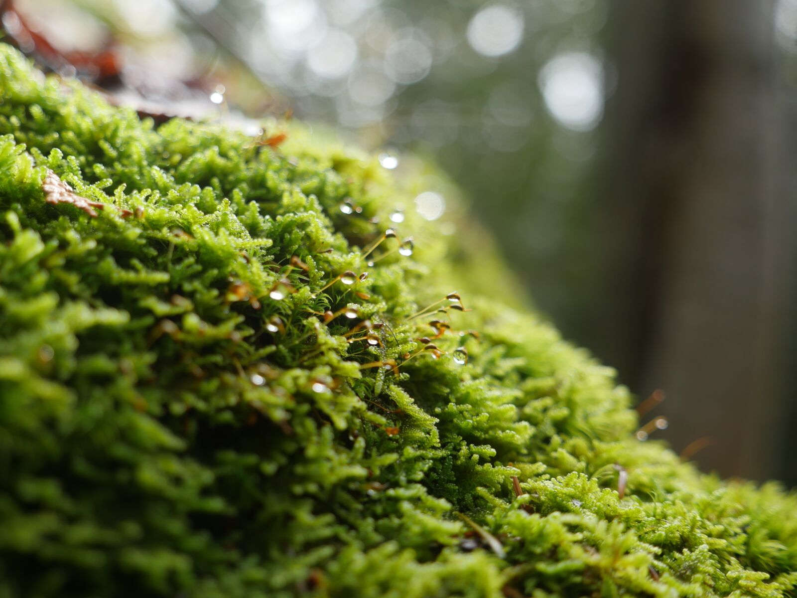 Panasonic Lumix DMC-GH4 sample photo. Green, moss, forest photography