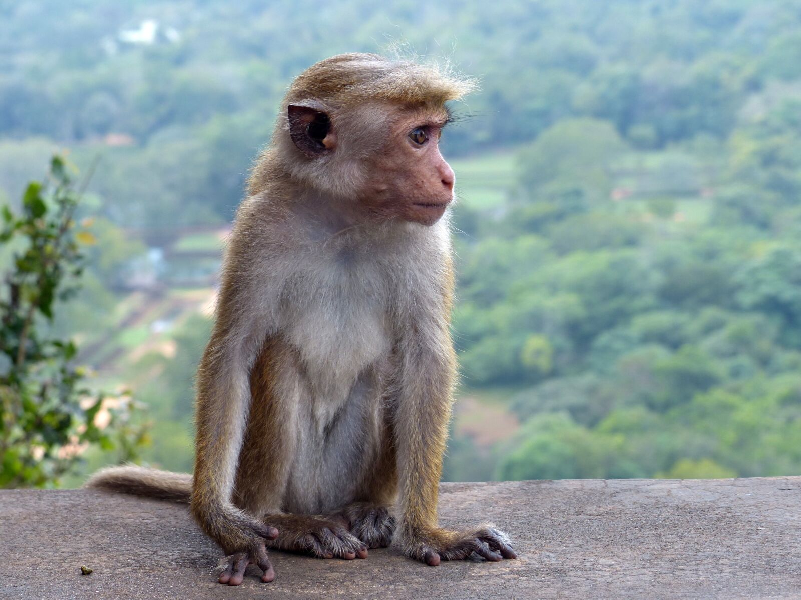 Panasonic Lumix DMC-FZ200 sample photo. Monkey, baby, animal photography