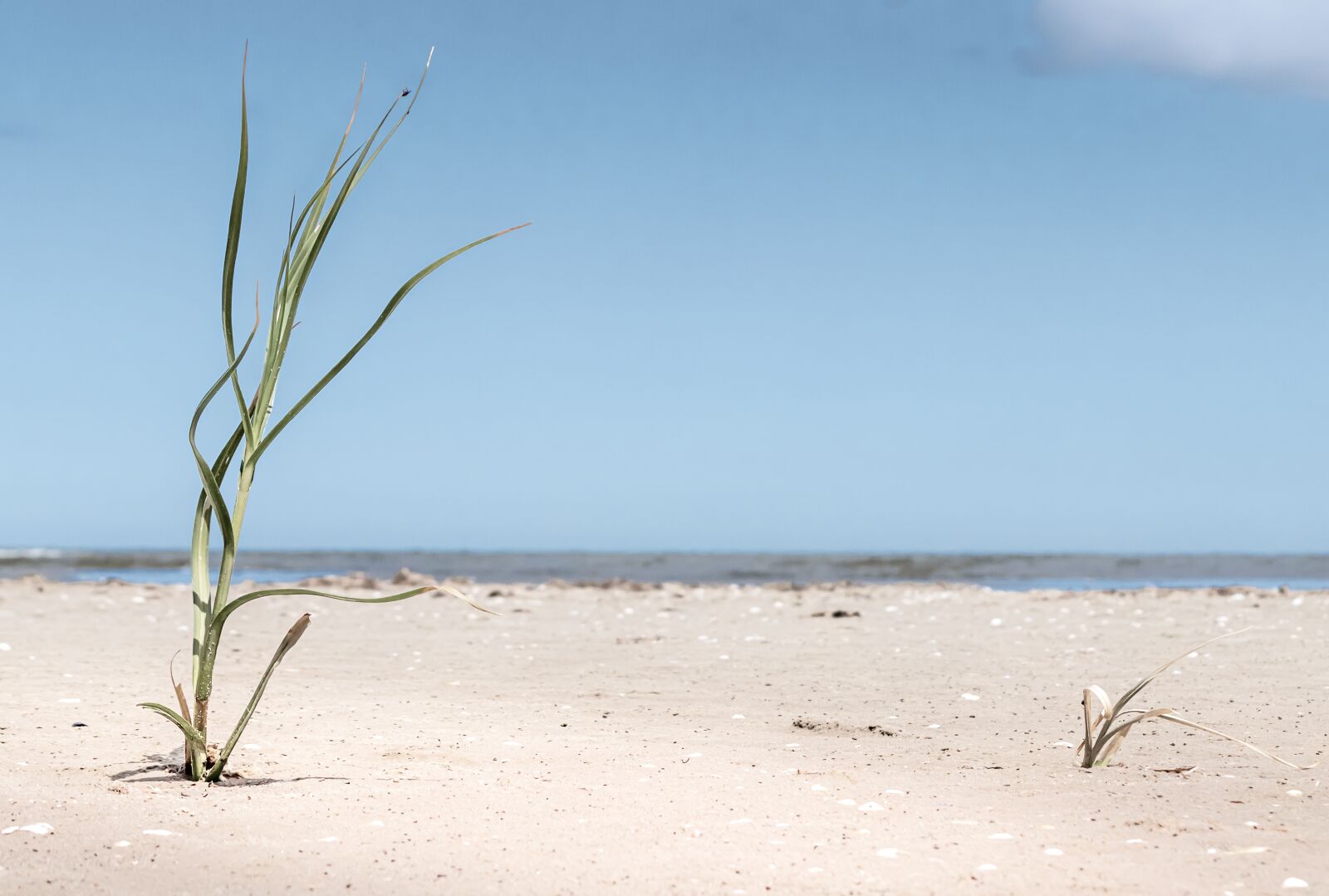 Canon EOS 80D sample photo. Marram grass, beach, grass photography