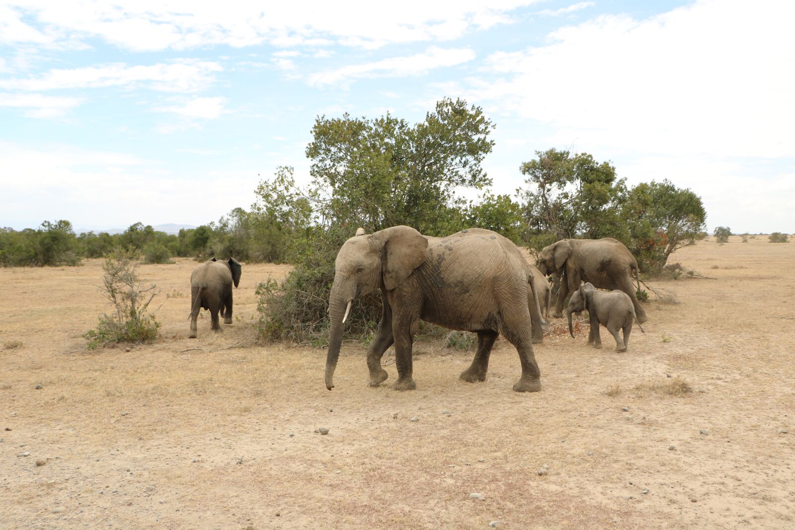 Canon EOS 760D (EOS Rebel T6s / EOS 8000D) sample photo. Mammal, elephant, wildlife photography