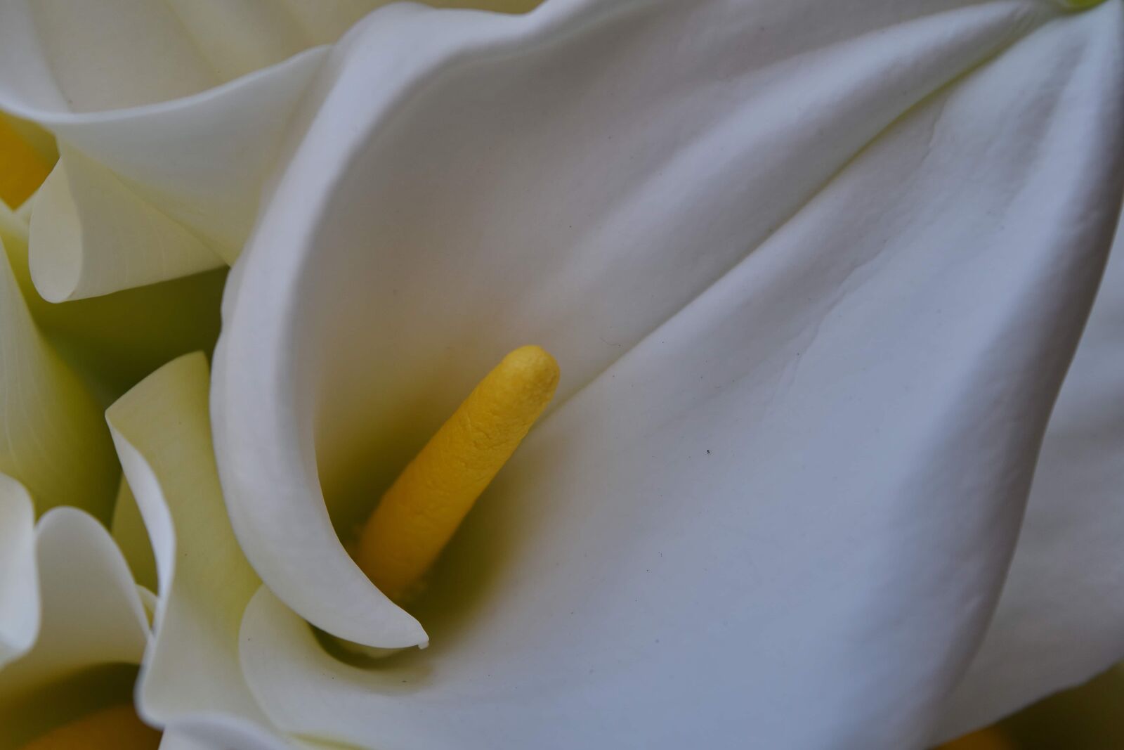 Nikon D5500 sample photo. Petal, white, white flower photography