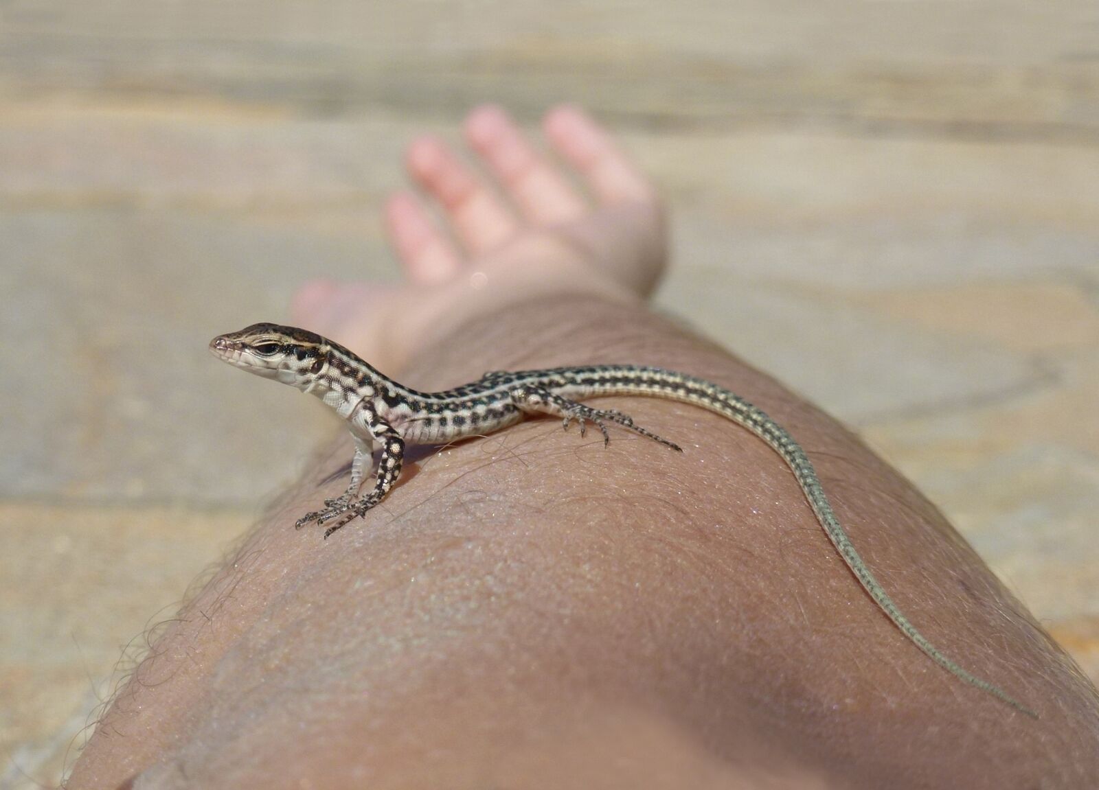 Panasonic Lumix DMC-ZS10 (Lumix DMC-TZ20 / Lumix DMC-TZ22) sample photo. Lizard, baby, arm photography