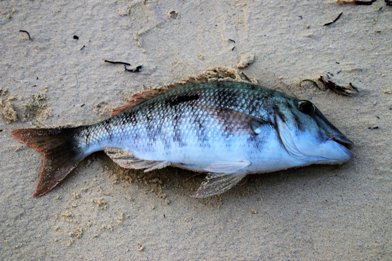 Canon EOS 80D sample photo. Fish, sea, nature photography