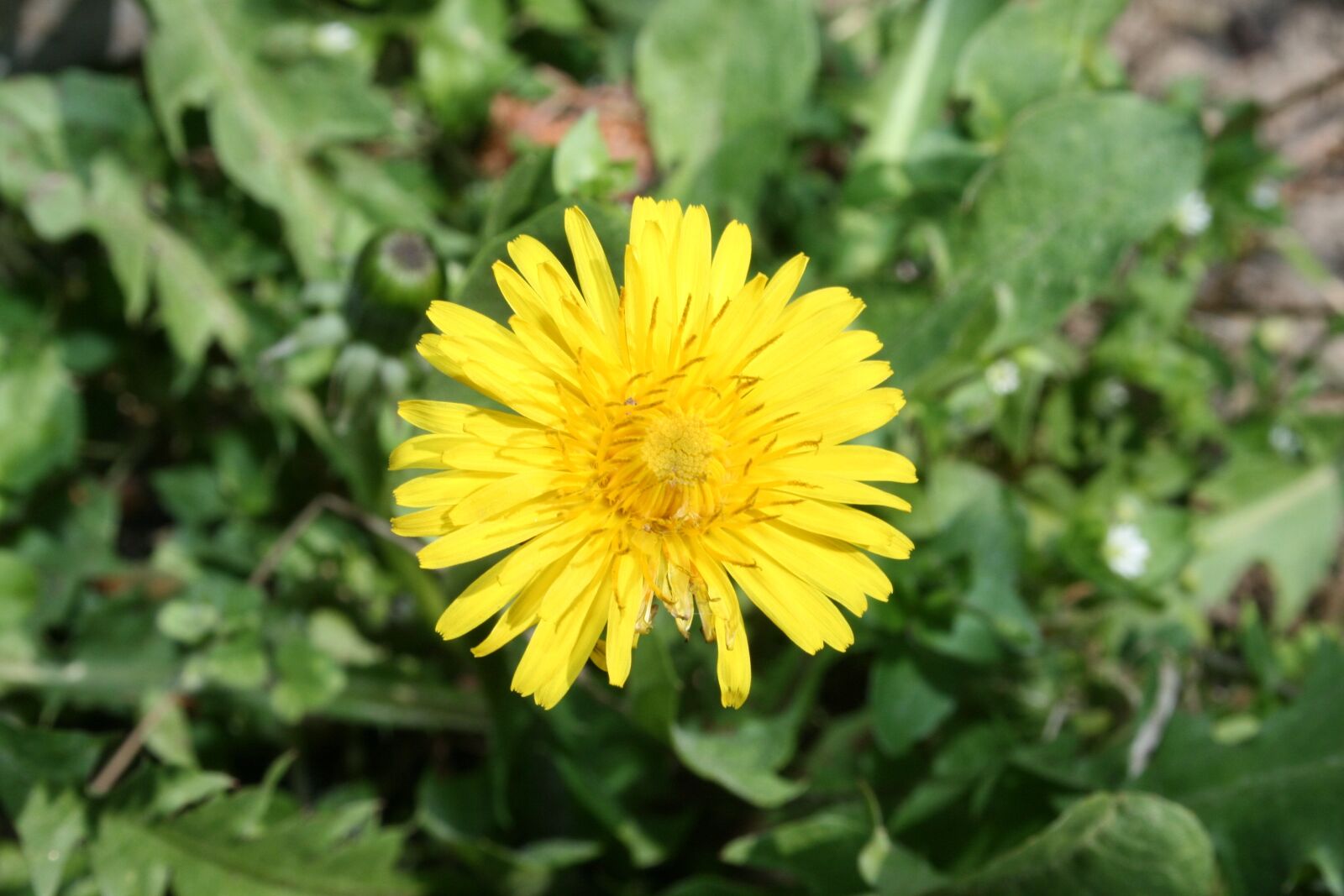 Canon EOS 400D (EOS Digital Rebel XTi / EOS Kiss Digital X) sample photo. Dandelion, flower, spring photography