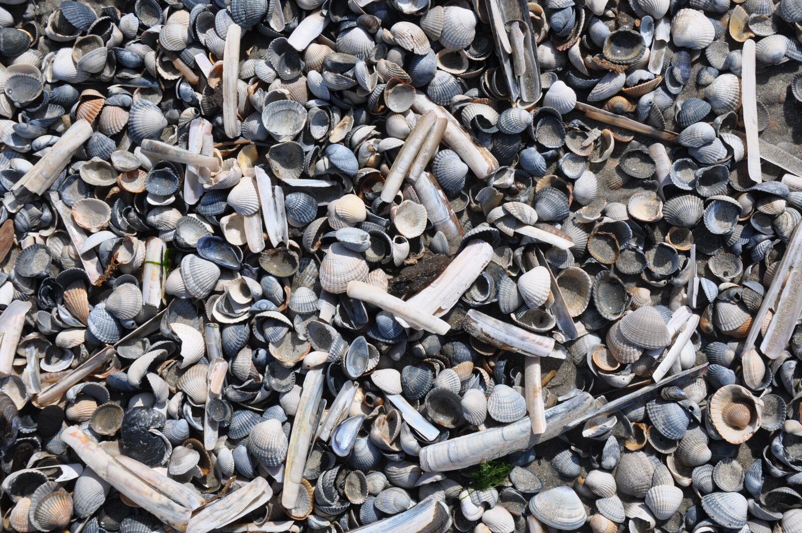 Nikon D90 sample photo. Shells, shell, beach photography