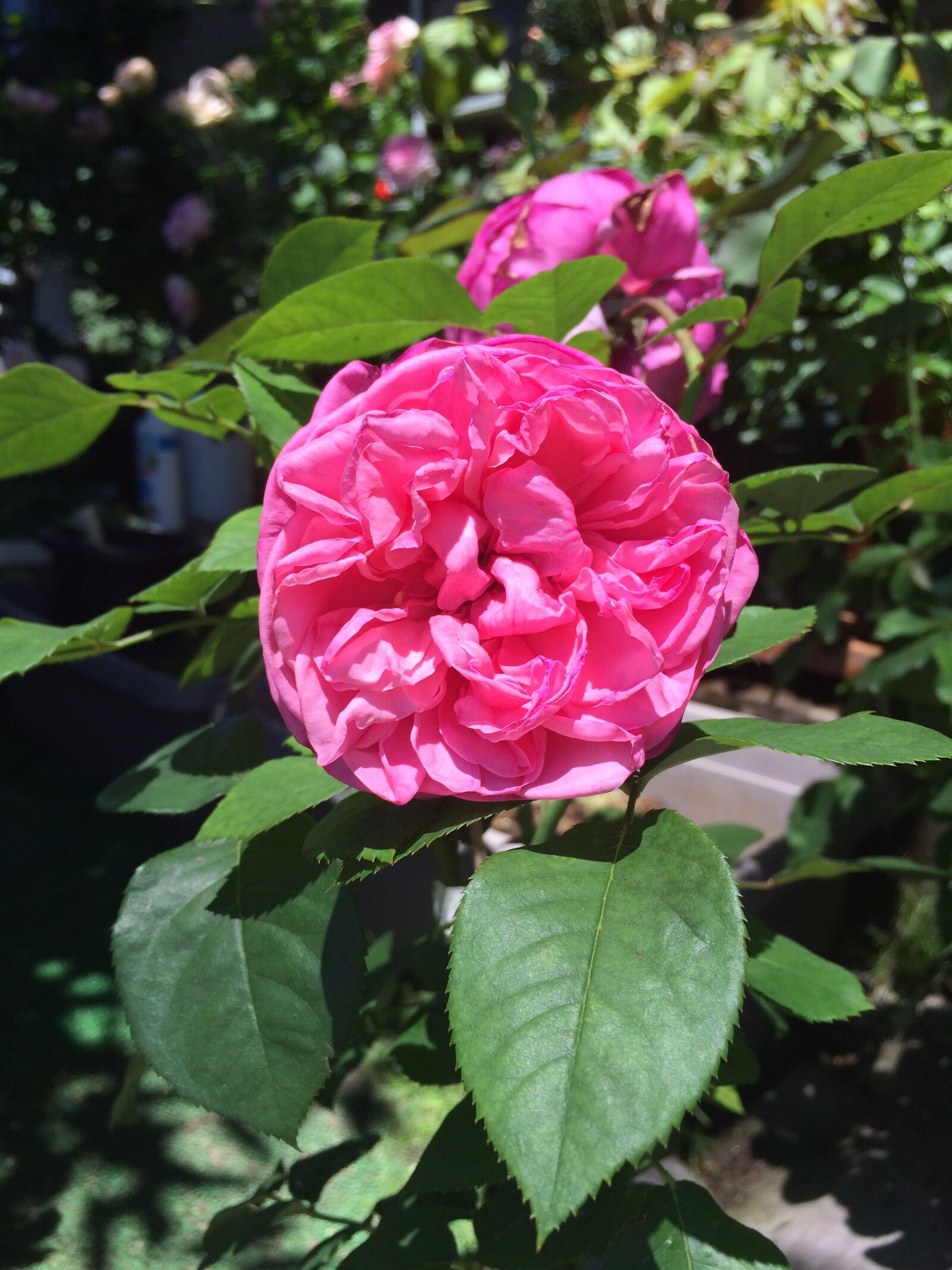 Apple iPhone 5s sample photo. Rose, flowers photography