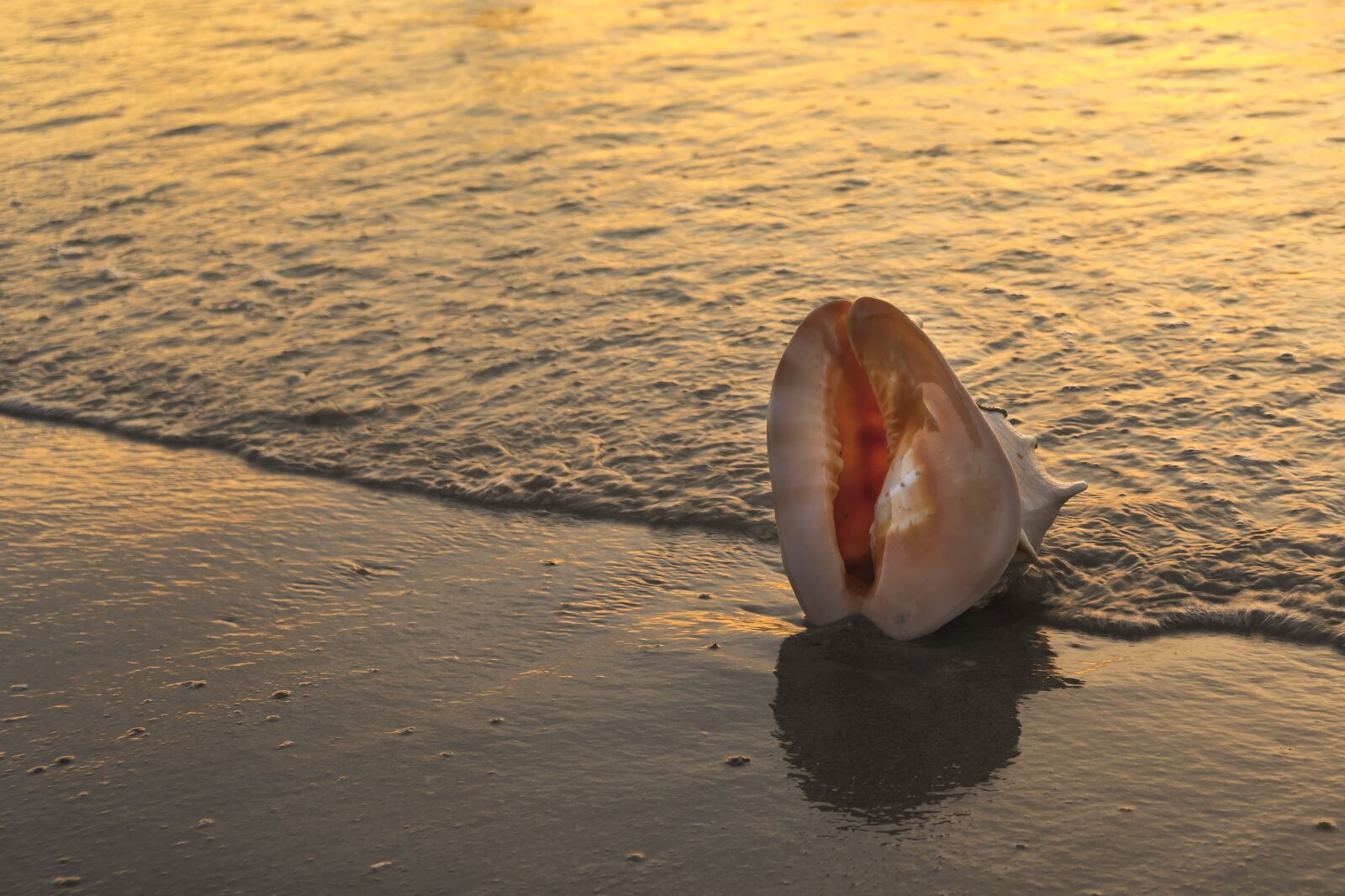 Sony a6500 + Sony Vario-Tessar T* E 16-70mm F4 ZA OSS sample photo. The beach, scalloped, animal photography
