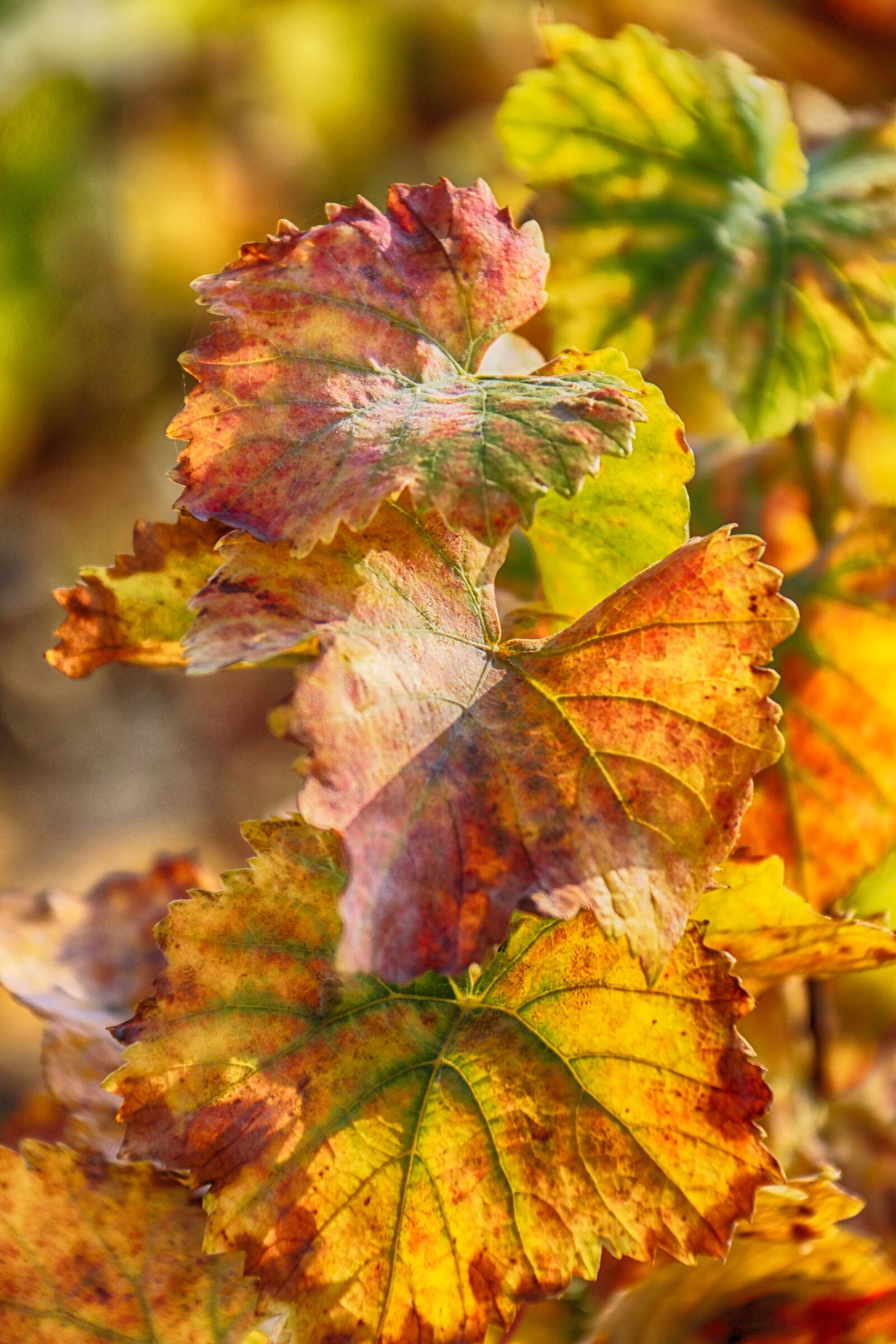 Canon EOS 70D sample photo. Leaves, vines, reason photography