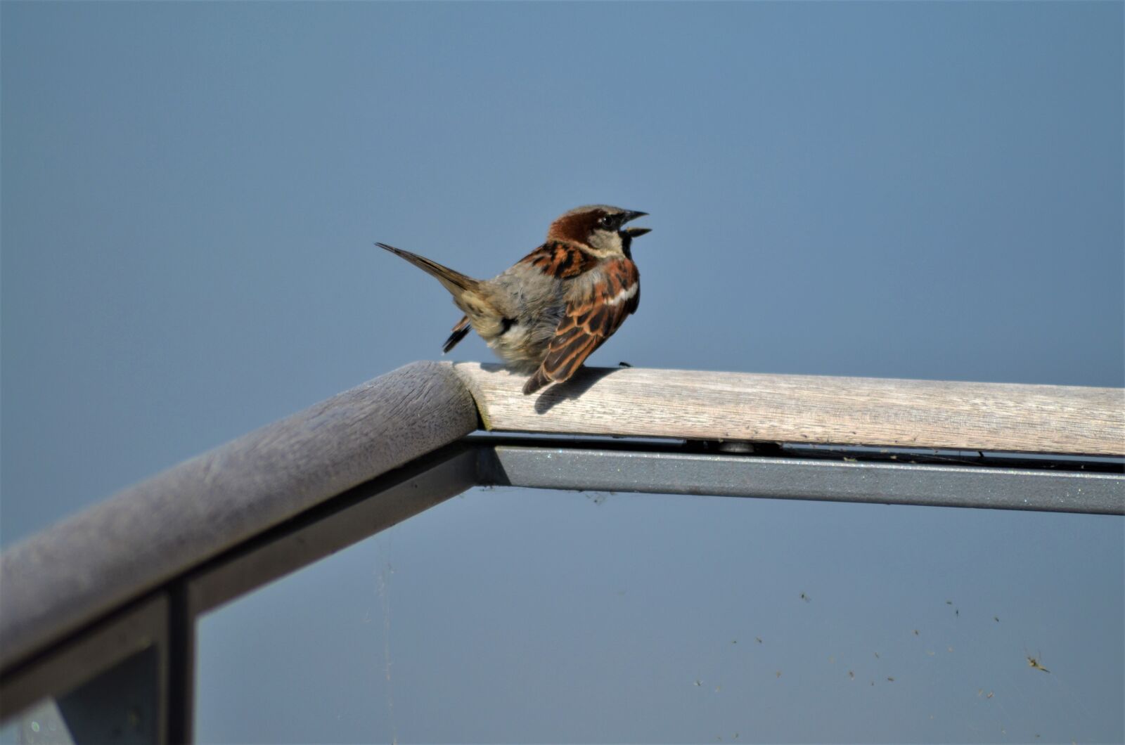 Nikon D5100 sample photo. Bird, sparrow, elbe photography