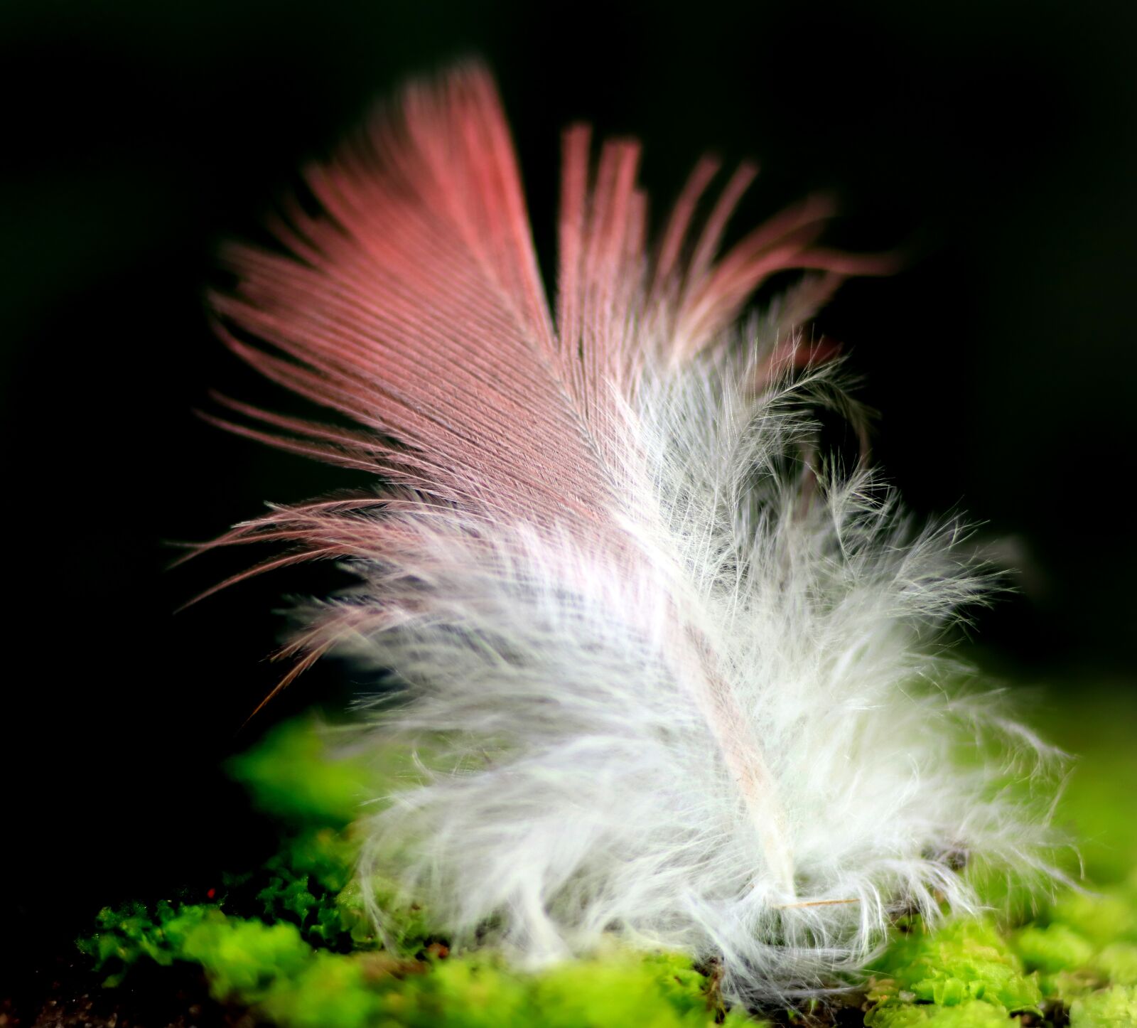 Tamron SP 90mm F2.8 Di VC USD 1:1 Macro sample photo. Feather, pink, plumage photography