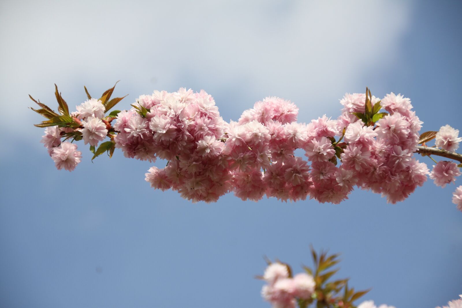 Canon EOS 50D sample photo. Prunus, branch, flowery branch photography