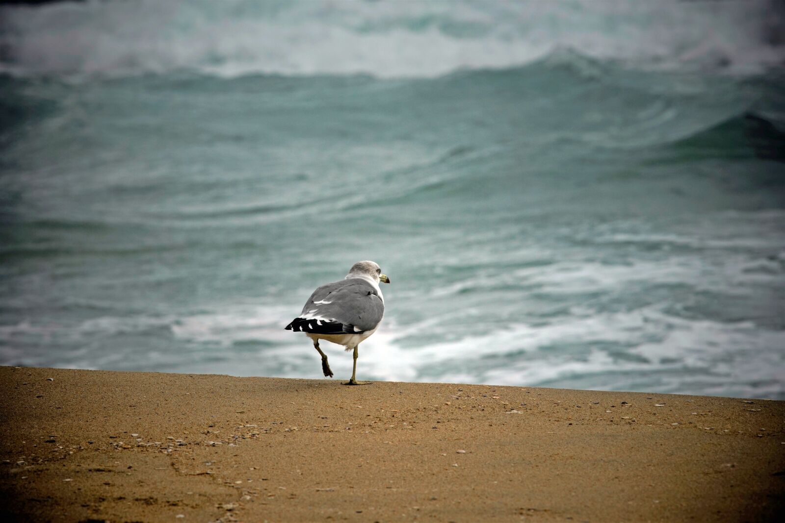 Canon EF 300mm F4L IS USM sample photo. Seagull, sea, nature photography