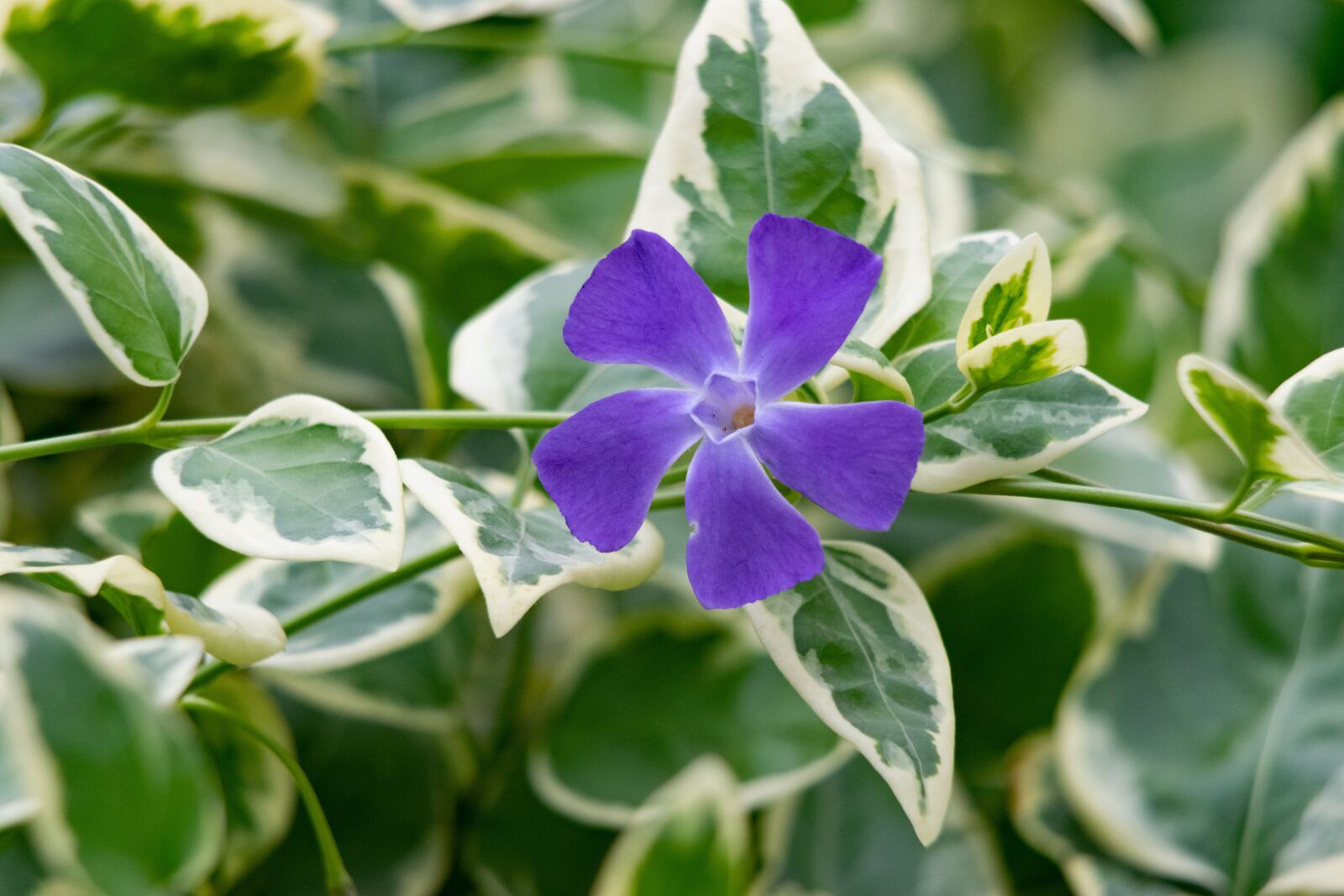 Nikon D3300 sample photo. Flower, rock garden, nature photography
