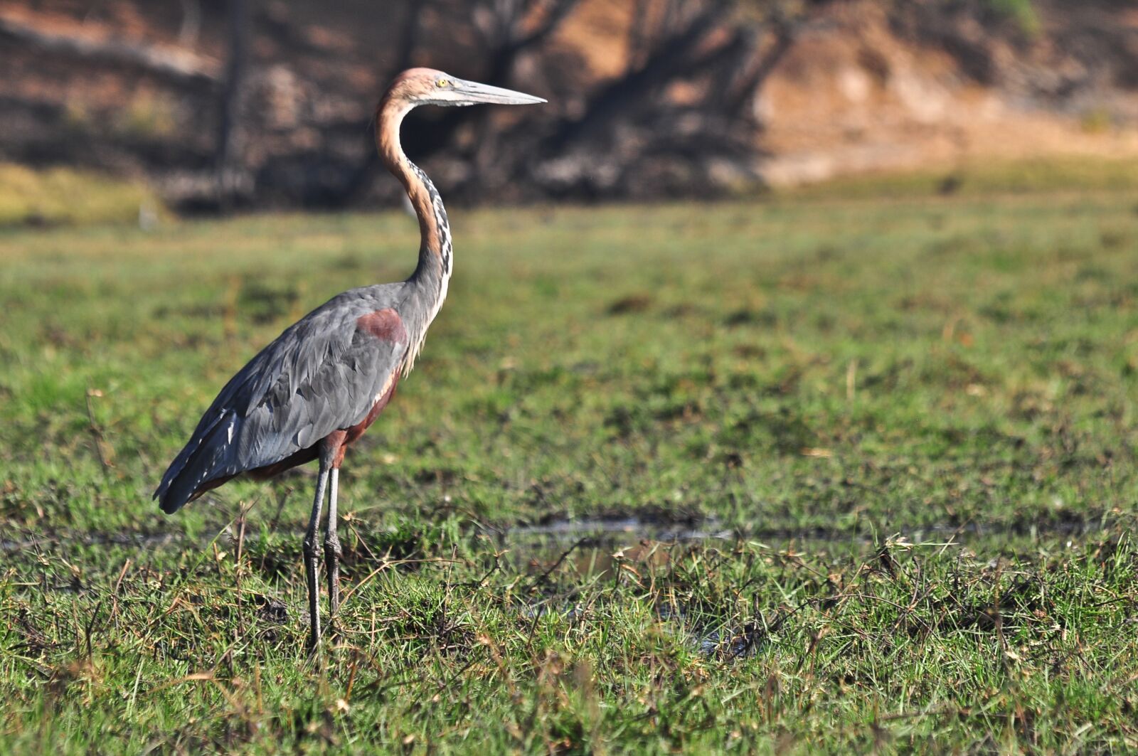Nikon D90 sample photo. Nature, bird, wildlife photography