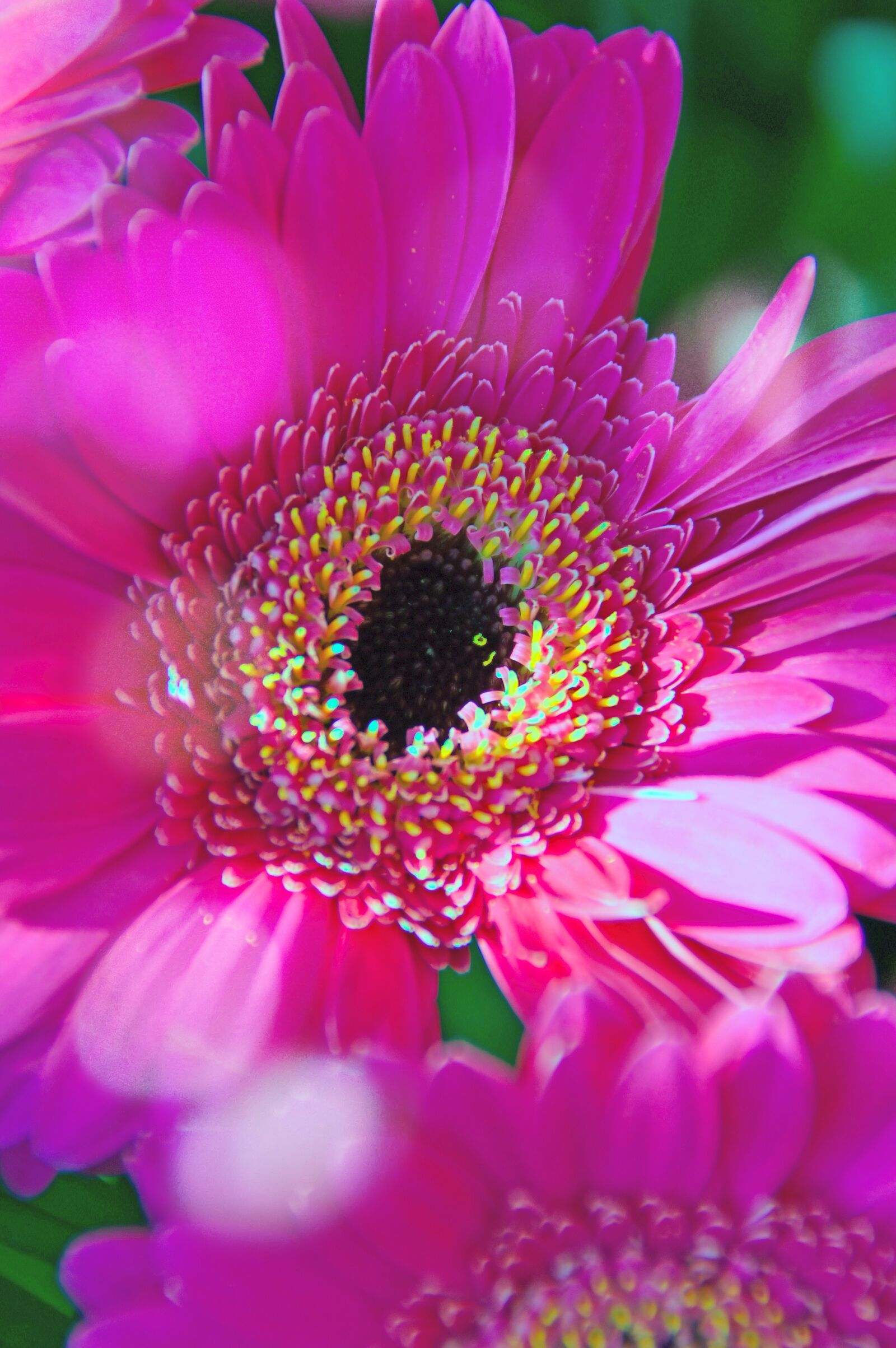 Nikon D3200 sample photo. Pink, gerbera, pink flowers photography