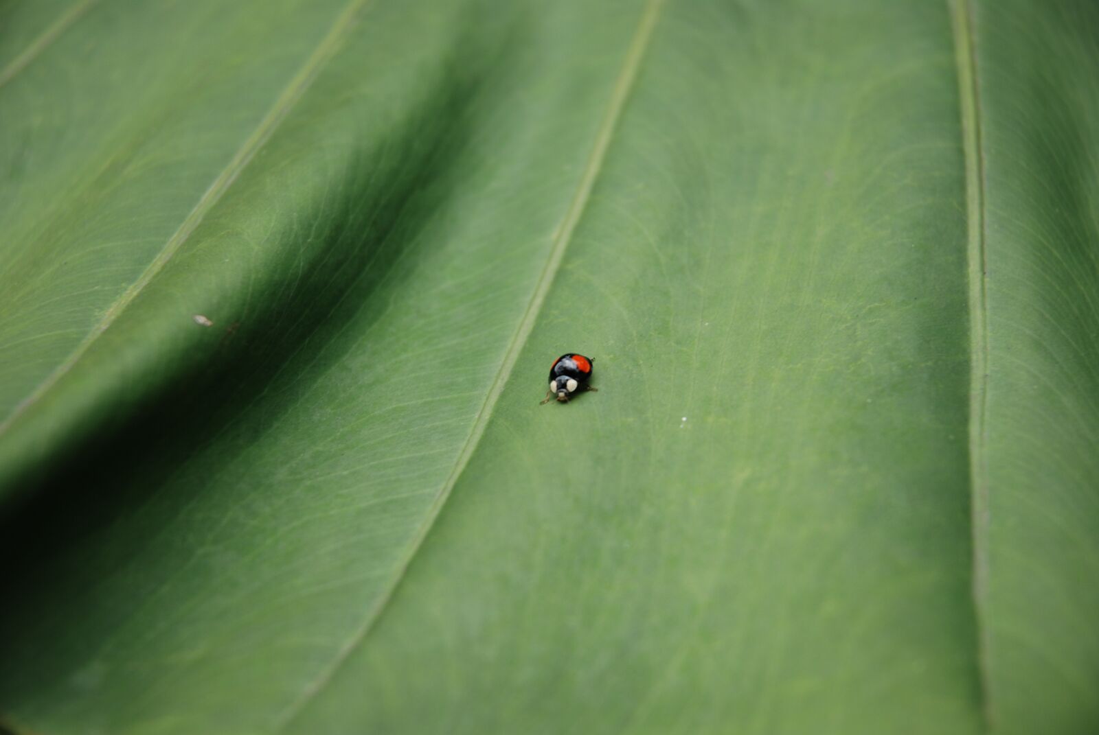 Nikon D80 sample photo. Green, leaf, ladybug photography