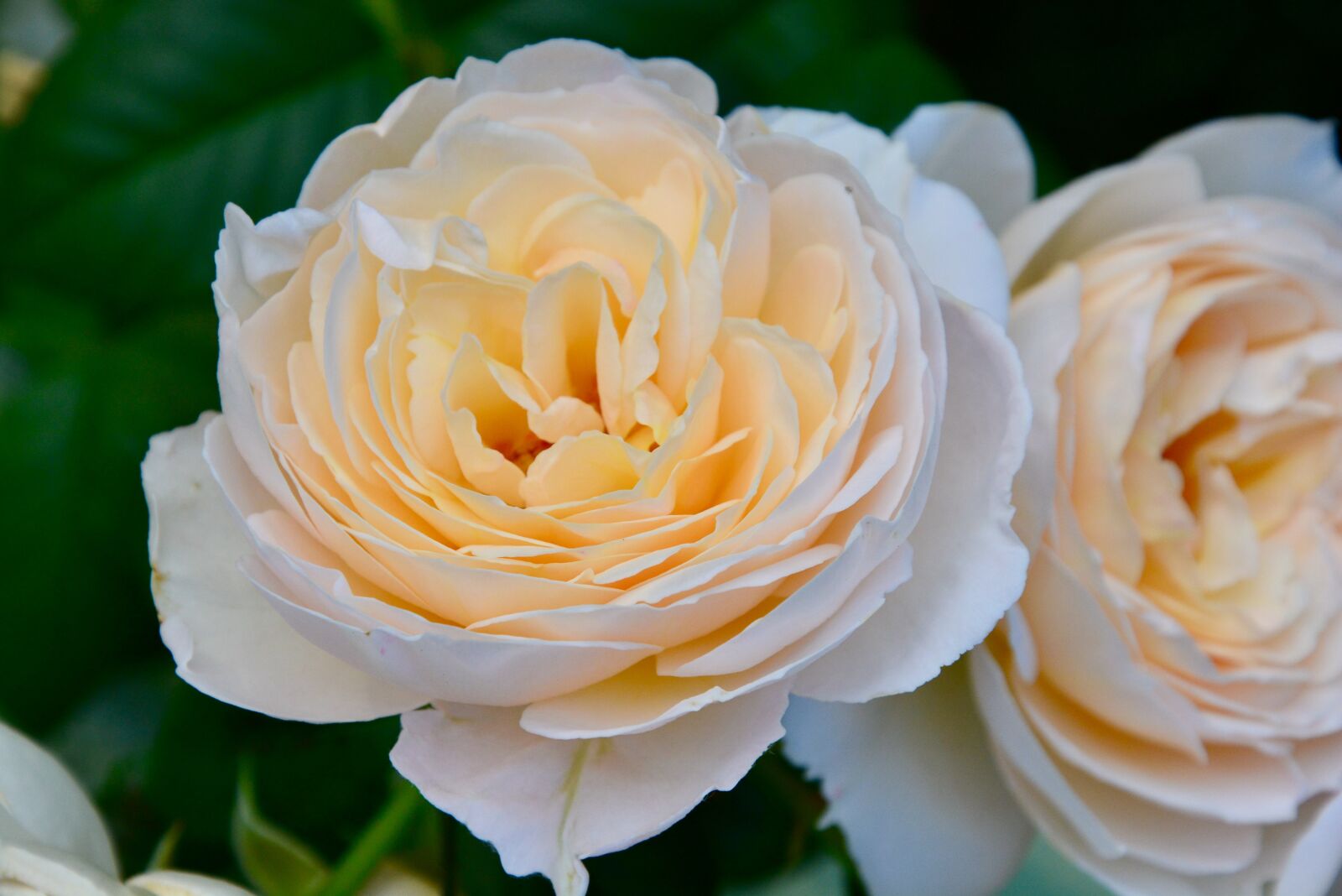 Nikon D5200 sample photo. Roses, flowers, petals photography
