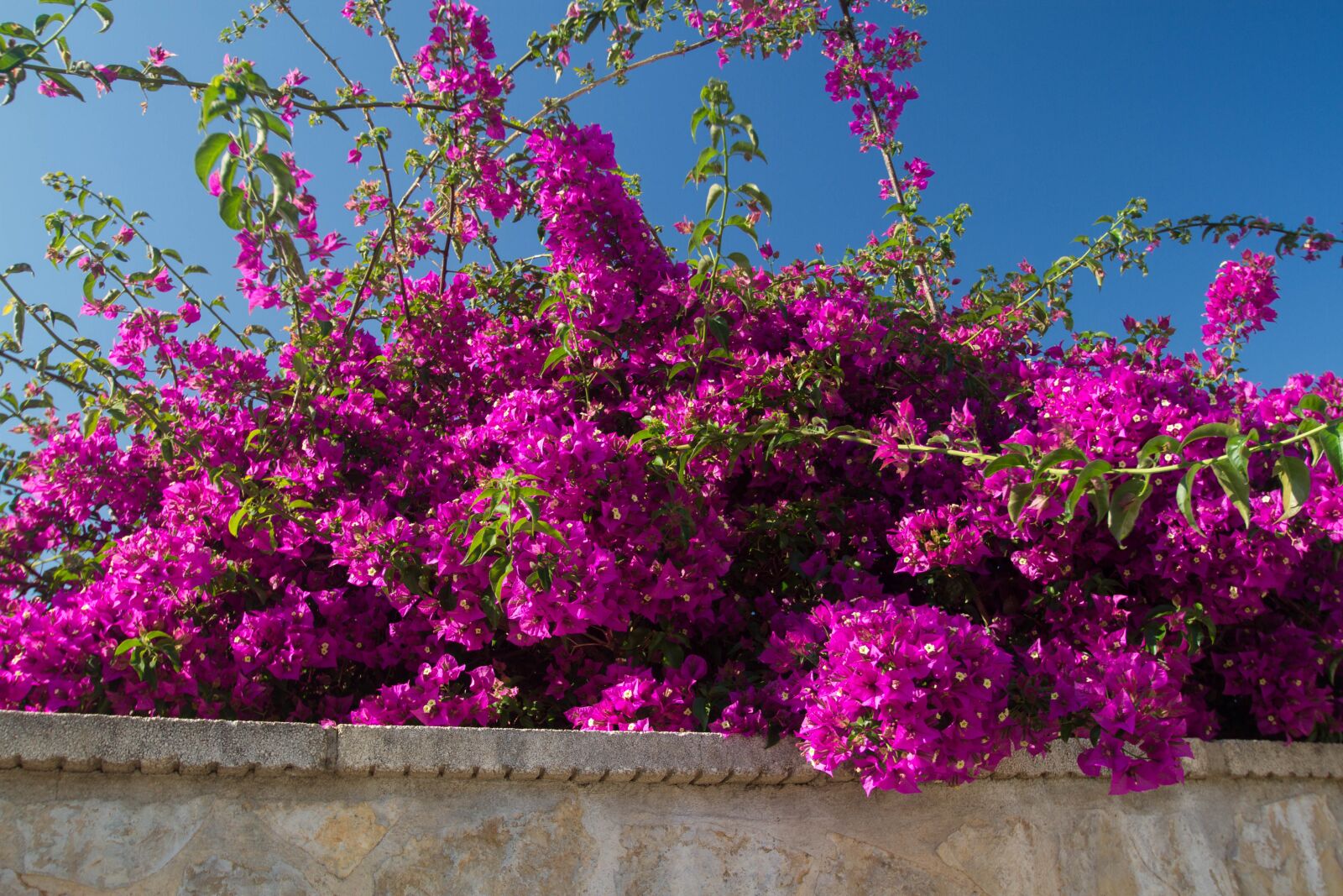 Canon EOS 7D sample photo. Bougainvilleas, shrub, nature photography