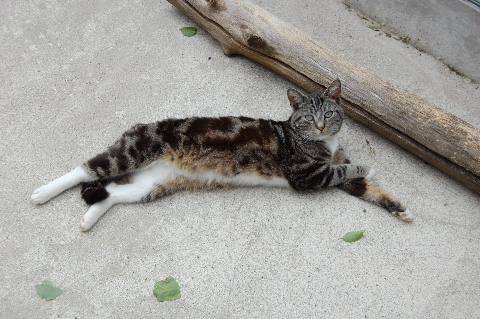 Nikon D40 sample photo. Cat, good looking, feline photography