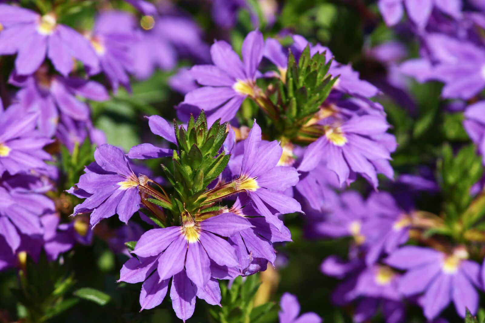 Canon EOS 1100D (EOS Rebel T3 / EOS Kiss X50) sample photo. Fan flower, blue, scaevola photography