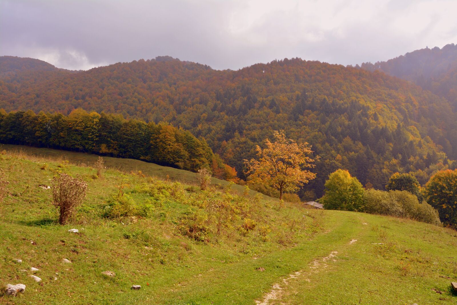 Nikon D7100 sample photo. Prato, mountain, grass photography