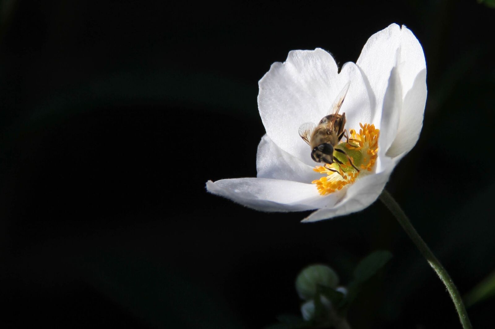 Canon EOS 60D sample photo. Nature, plant, garden photography