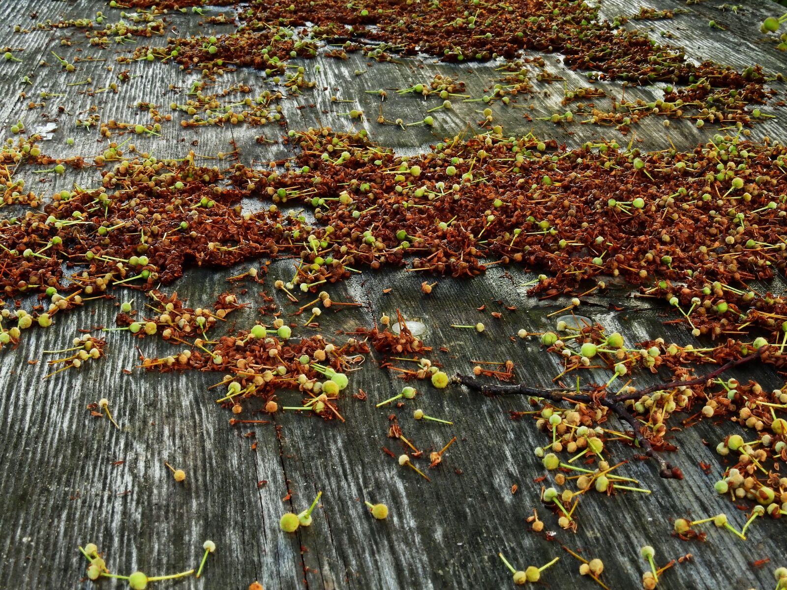 Nikon Coolpix P900 sample photo. Wood, flowers, nature photography