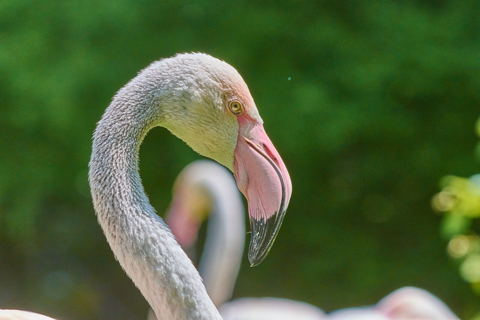 Nikon AF-S Nikkor 200-500mm F5.6E ED VR sample photo. Flamingo, bird, pink flamingo photography