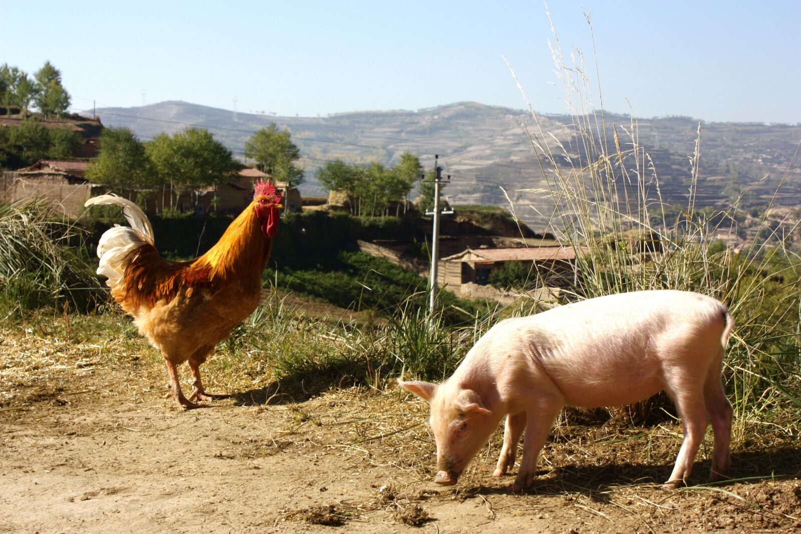 Canon EOS 450D (EOS Rebel XSi / EOS Kiss X2) sample photo. Animals, farm, pig photography
