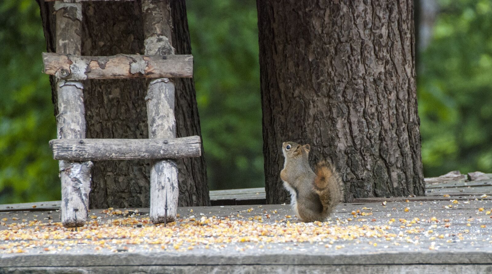 Nikon D80 sample photo. Canada, omega park, fauna photography