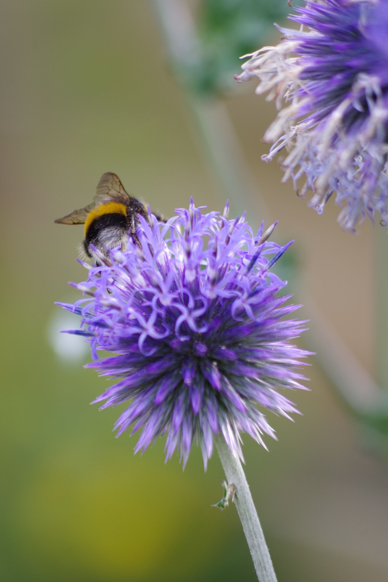 Pentax K-S2 sample photo. Thistle, purple, nature photography