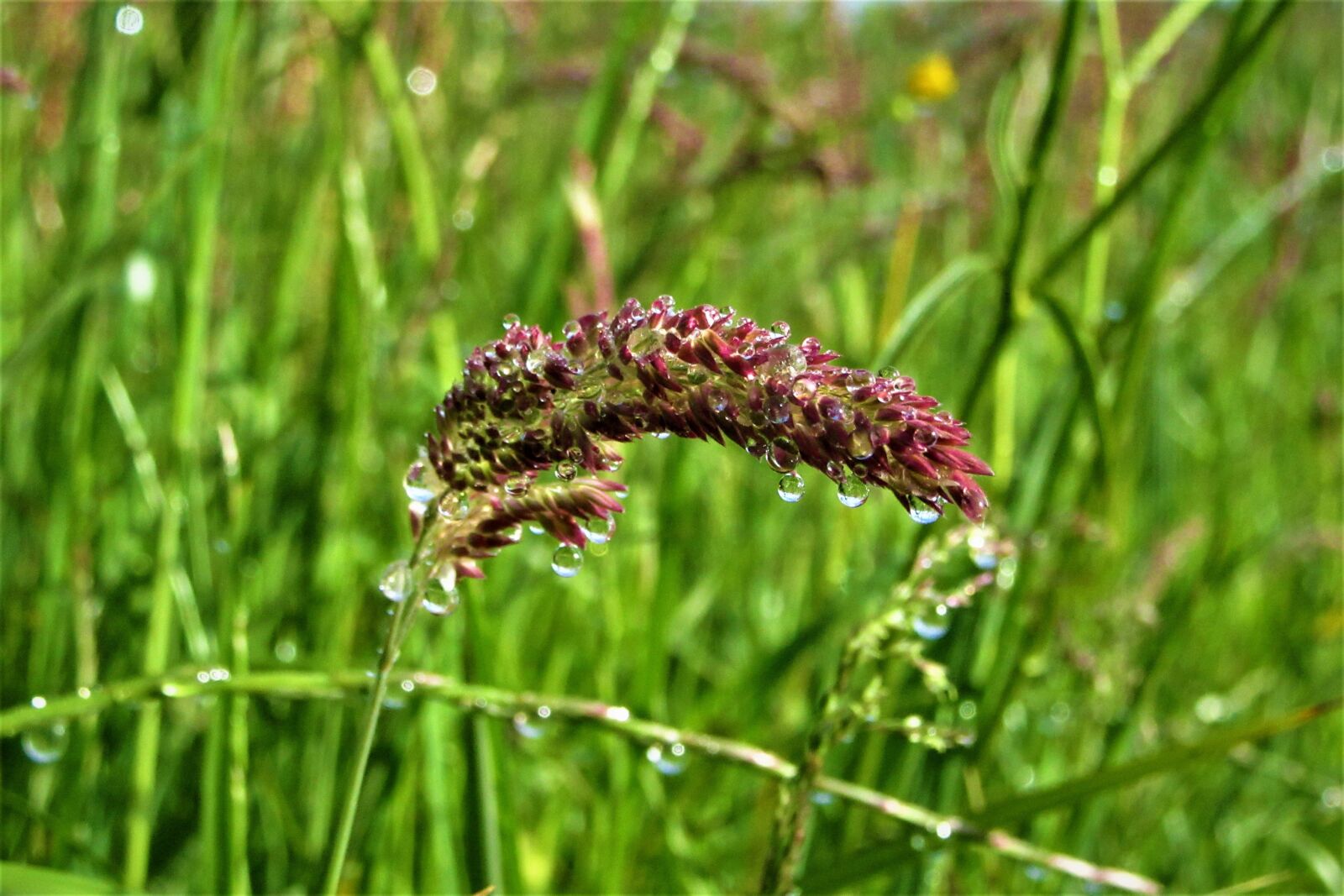 Canon PowerShot SX610 HS sample photo. Grass, dew, curved photography
