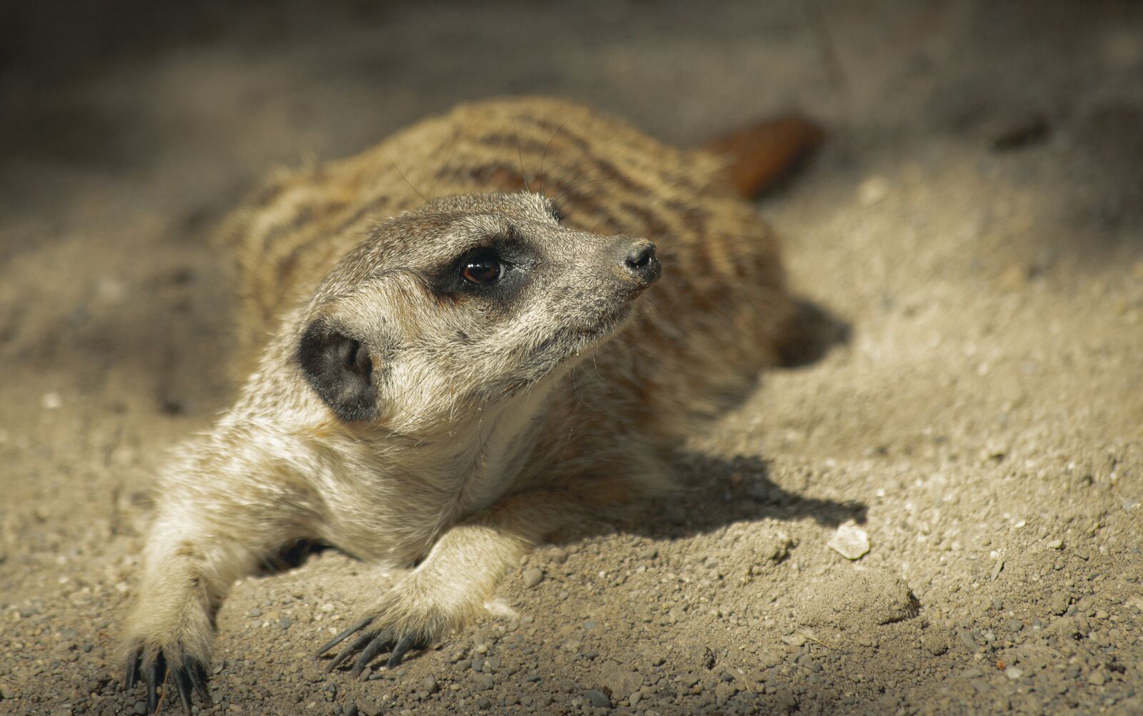 Canon EF 70-300mm F4-5.6 IS USM sample photo. Meerkat, mammal, animal photography